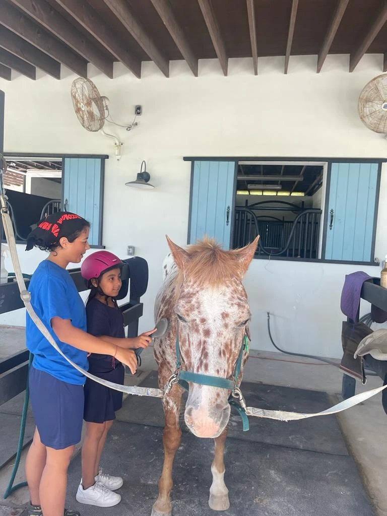 Equine Therapy