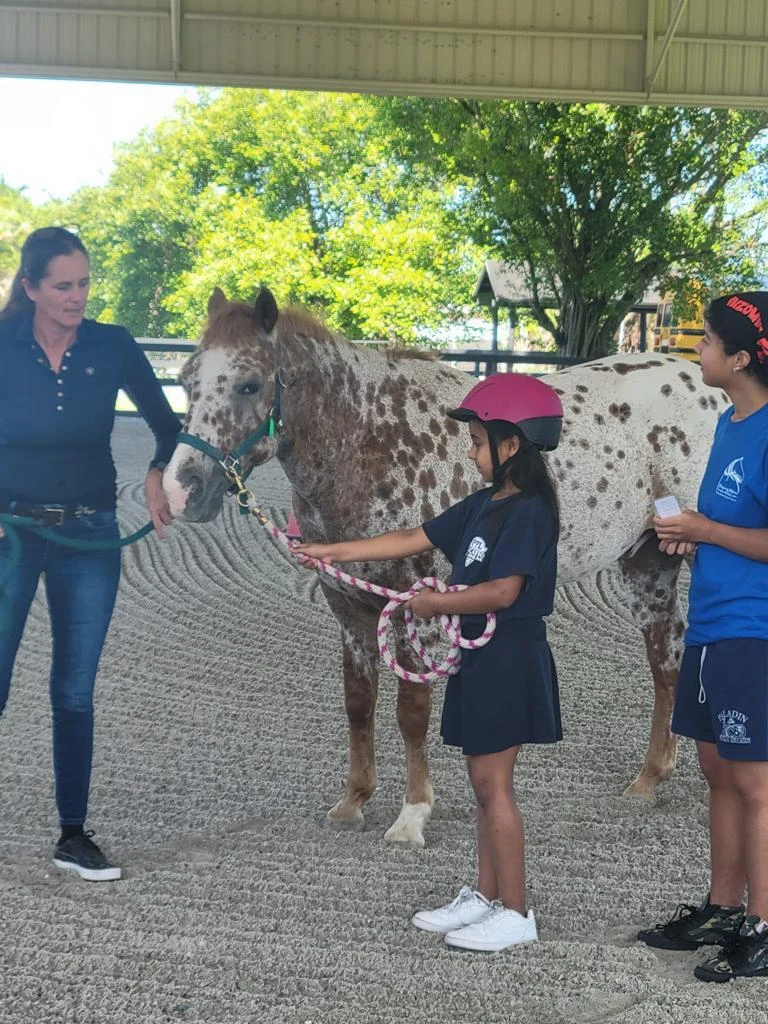 Equine Therapy